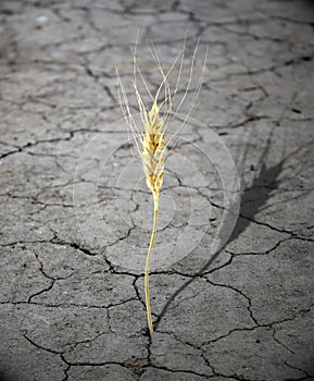 Hunger concept on the earth last grain