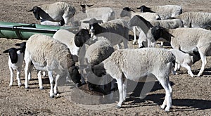 Hunger Dorper sheep lick a mallasa block