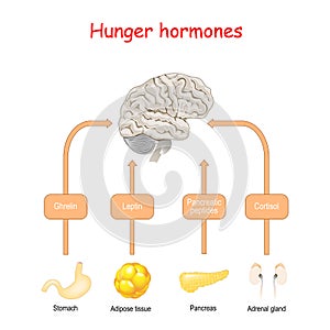 Hunger hormones and Appetite. Cortisol, Pancreatic peptides, Ghrelin, and Leptin