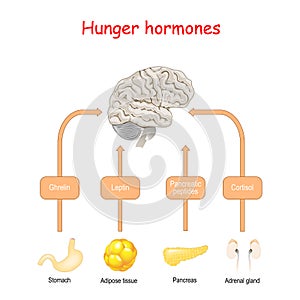 Hunger hormones and Appetite. Cortisol, Pancreatic peptides, Ghrelin, and Leptin photo