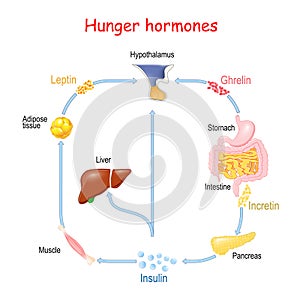 Hunger hormones Insulin, Ghrelin, Incretin, and Leptin