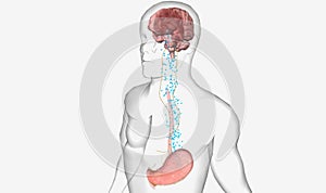 The Hunger Signalling (Ghrelin Secretion