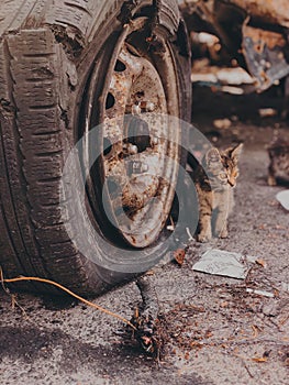 hungry abandoned cat on the street