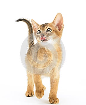 Hungry abyssinian cat