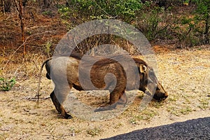 Hungry African Warthog grazing next to the road