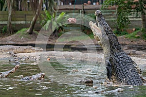 Hungry aggressive crocodiles trying to catch piece of chicken meat during feeding show at the crocodile mini zoo and farm