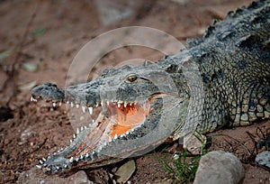 Hungry Alligator