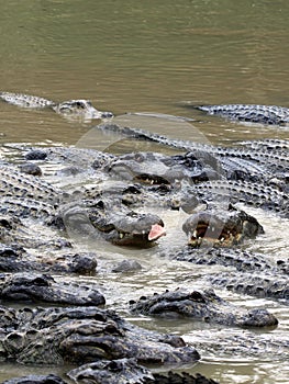 Hungry alligators