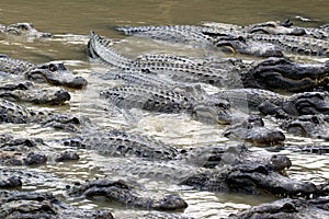 Hungry alligators