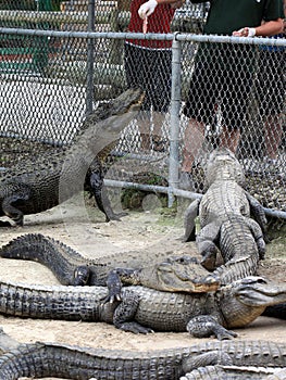 Hungry alligators