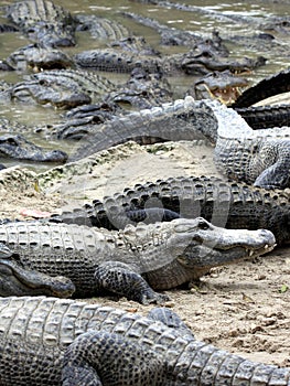 Hungry alligators