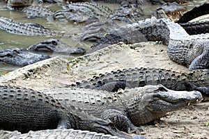Hungry alligators