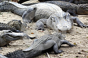 Hungry alligators