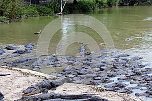 Hungry Alligators
