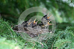 Hungry American Robin Chicks