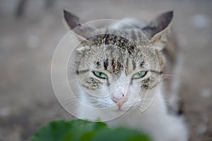Hungry-Angry cat