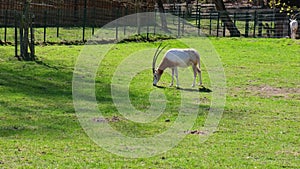 Hungry antelope feeding searching food in grass graze on green field at Gdansk zoo Poland. Wild antelope is Walking in