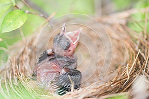 Hungry baby bird in a nest wanting the mother bird to come and f