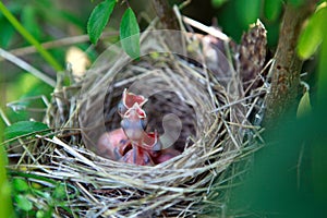 Hungry baby birds in a nest