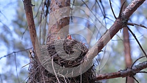 Hungry baby birds nesting in nest on tree with open beak in forest, bottom view.