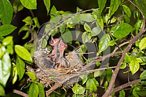 Hungry baby birds streak-eared bulbul