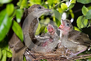 Hungry baby birds streak-eared bulbul