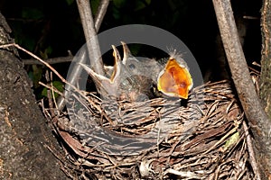 Hungry baby blackbirds / Turdus merula