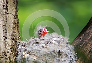 hungry baby Finch out of the nest their open hungry beaks waiting parents photo