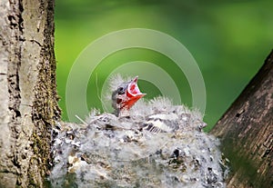 hungry baby Finch out of the nest their open hungry beaks waiting parents