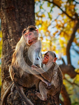 A hungry baby monkey and his mother spotted at Rajiv Gandhi National Park