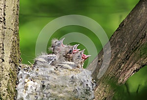 hungry baby out of the nest their open hungry beaks photo