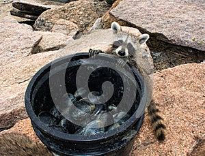 A hungry baby raccoon looking into a large bucket of clams.