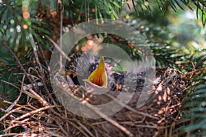 Hungry baby robin birds in nest