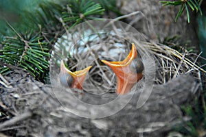 Hungry Baby Robins