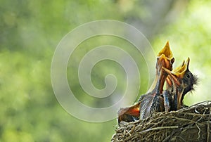 Hungry Baby Robins In Nest
