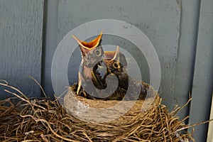 Hungry Baby Robins in the Nest