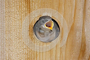 Hungry Baby Tree Swallow