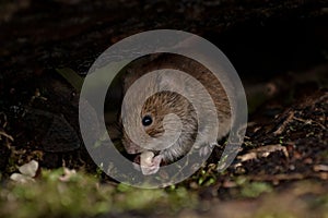 Hungry Bank Vole  Myodes glareolus  under fallen tree on river bank