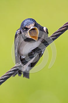 Hungry barn swallow on a cable