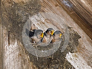 Hungry Barn Swallow Chicks