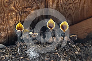 Hungry Barn Swallow Chicks