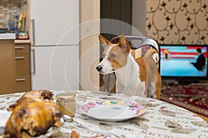 Hungry Basenji dog taken its place at dinner table