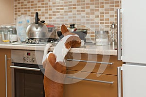 Hungry basenji dog is trying to reach for a cookie