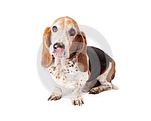 Hungry Basset Hound