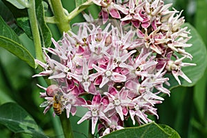 Hungry bee on a swamp milkweed flower