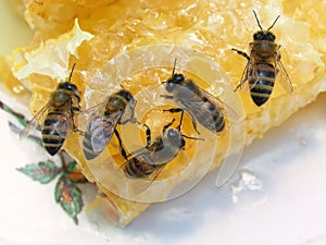 Hungry bees eat honey sitting on cells. Nature background