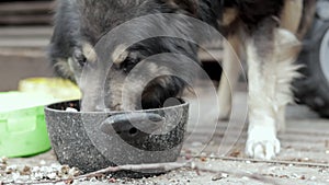 A hungry big dog on a chain near the barn eats food from a bowl. View from the bottom. Muzzle close-up. Close portrait