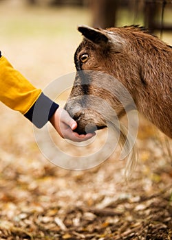 Hungry Billy Goat photo