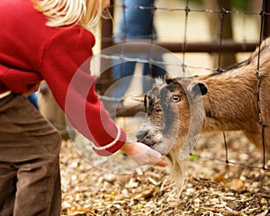 Hungry Billy Goat photo