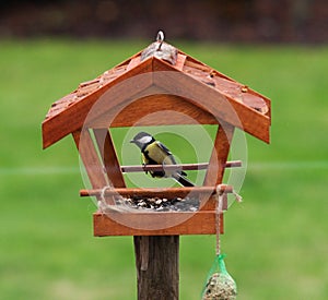 Hungry bird feed in the garden shed